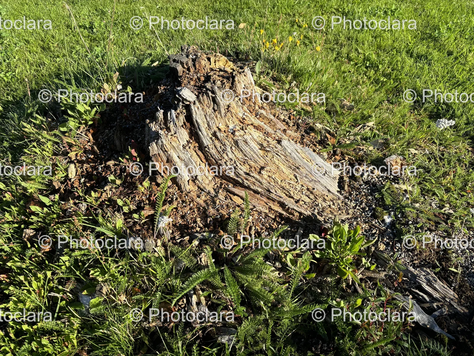 stump-in-grassy-field.jpg