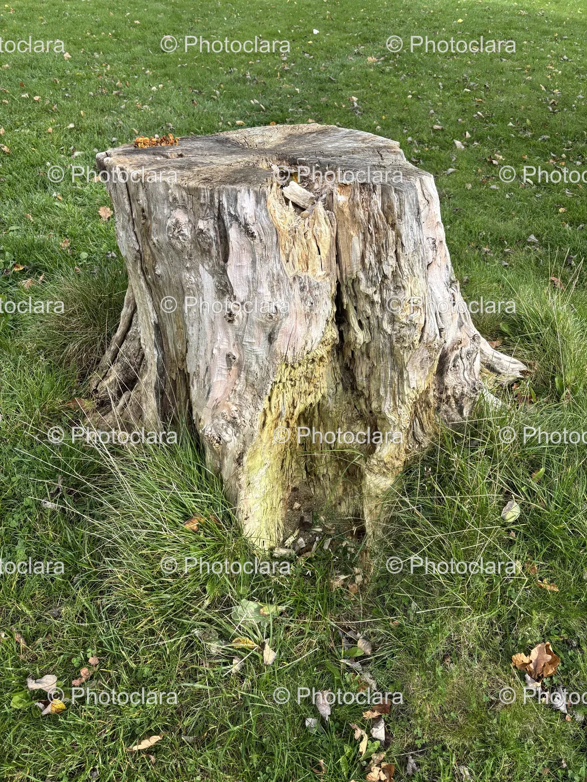 Tree-Stump-in-Lush-Grassland.jpg