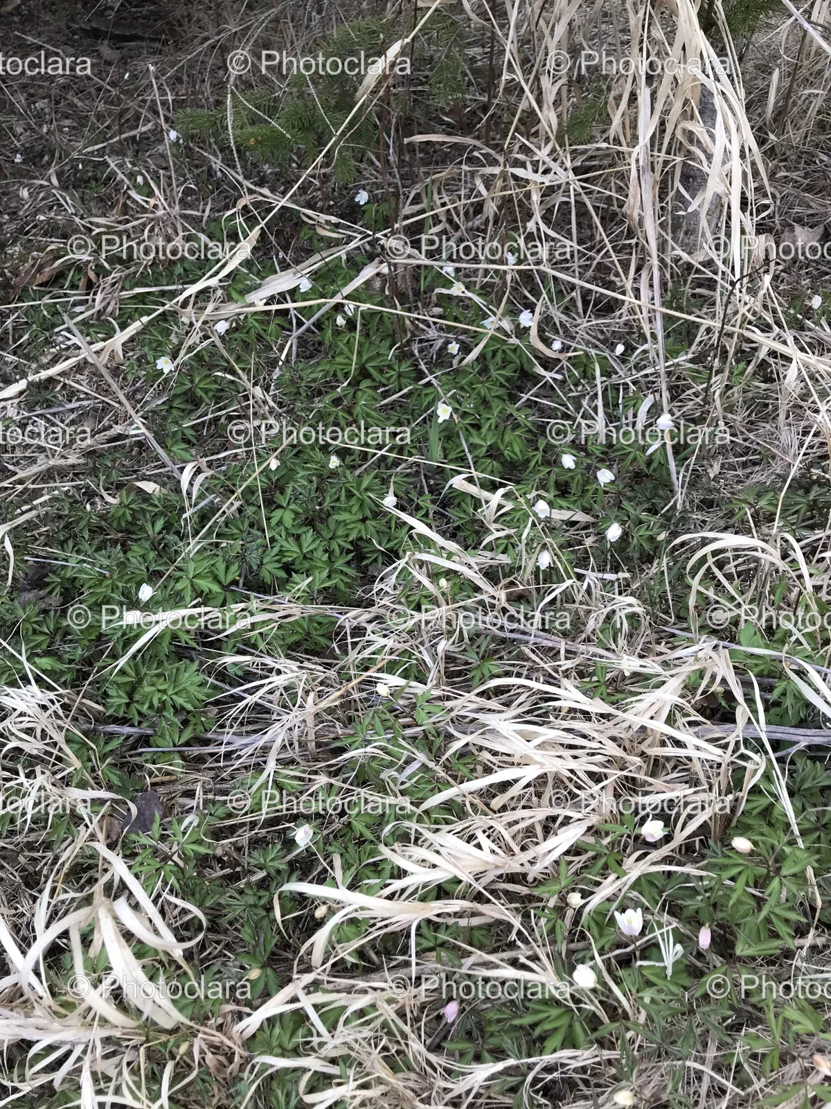 Close-Up-View-of-Grass-and-Weeds.jpg