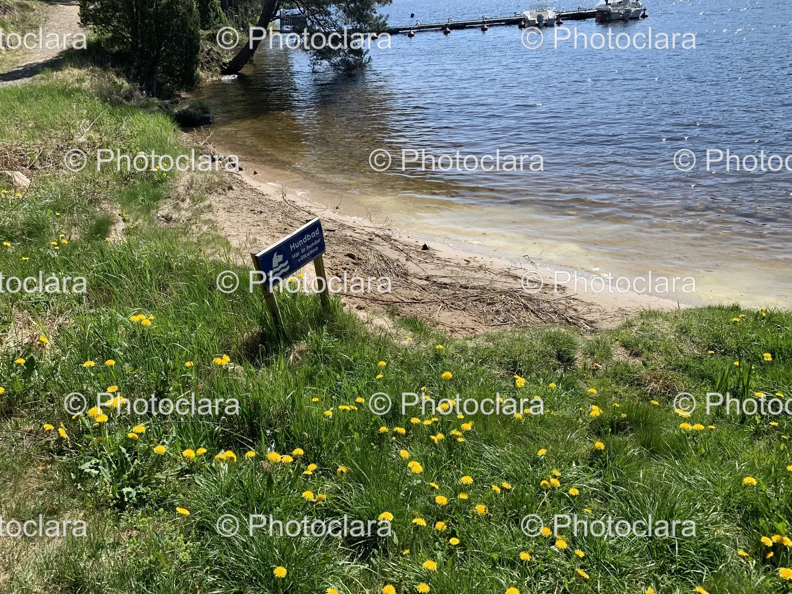 Dog-Friendly-Beach-Sign.jpg
