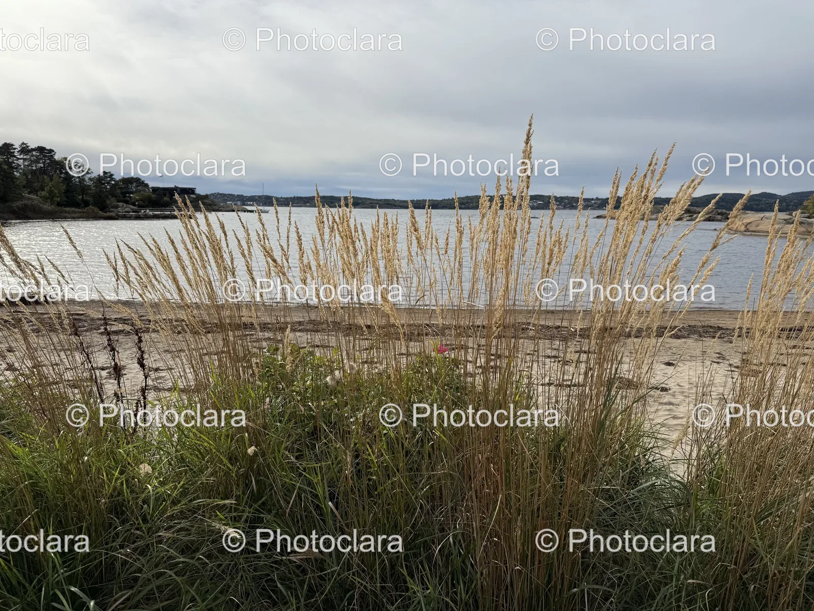grass-on-a-beach.jpg