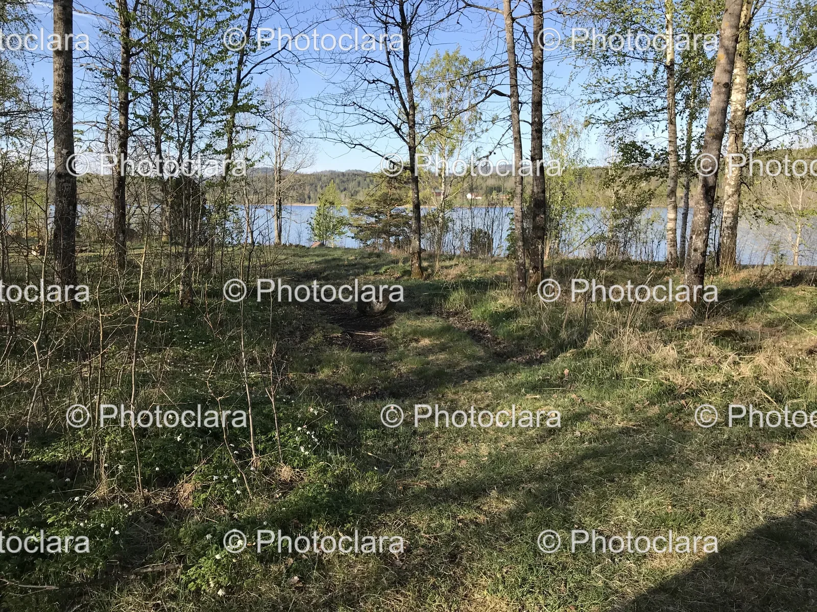 grassy-area-trees-body-of-water.jpg
