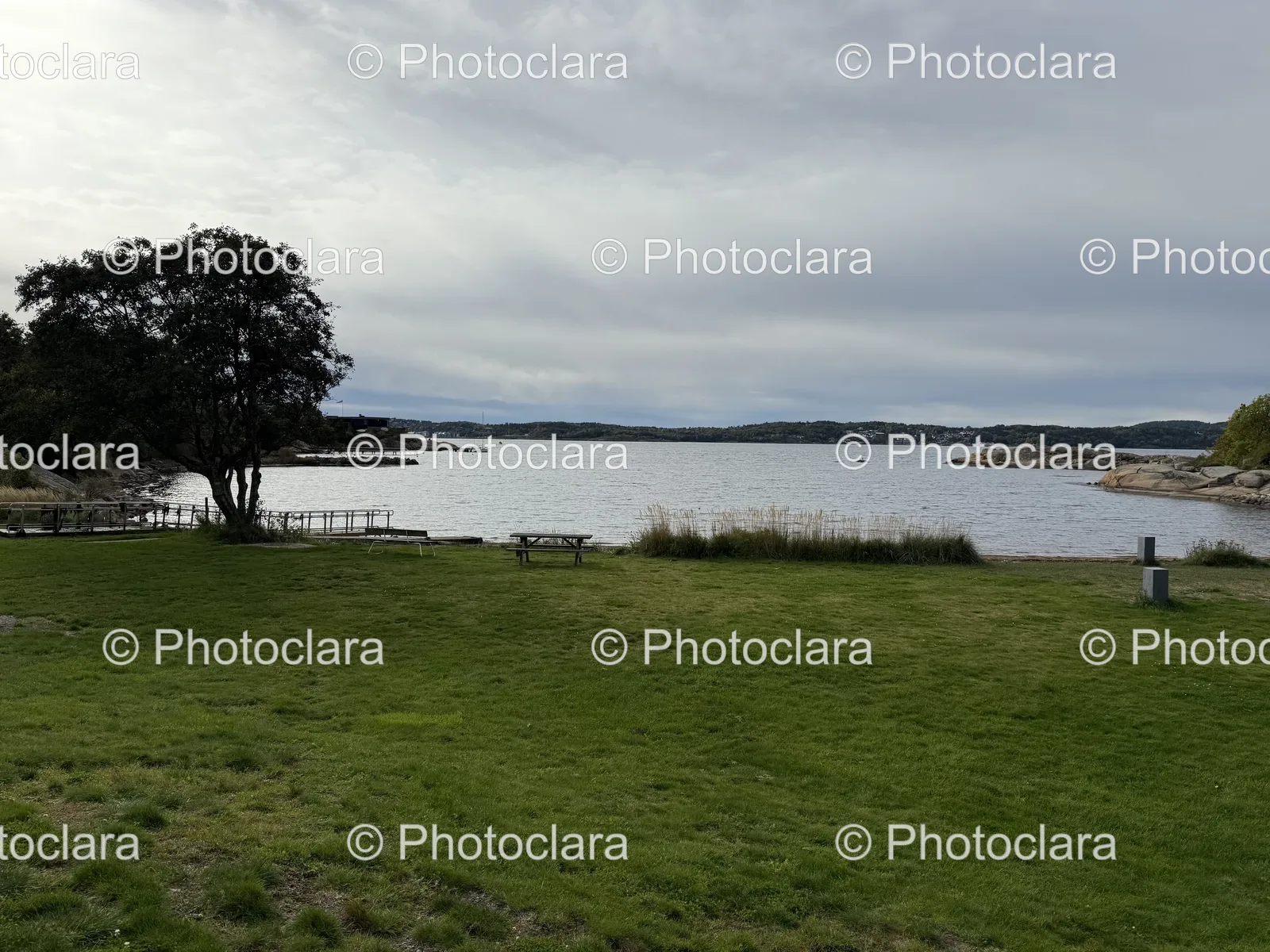 Serene-Grass-Field-with-Tree-Near-Water.jpg