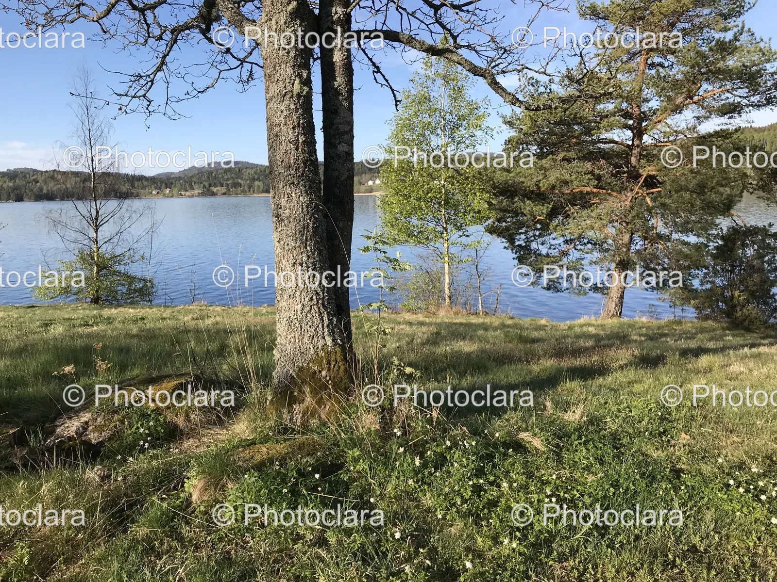 serene-tree-beside-tranquil-waterbody.jpg