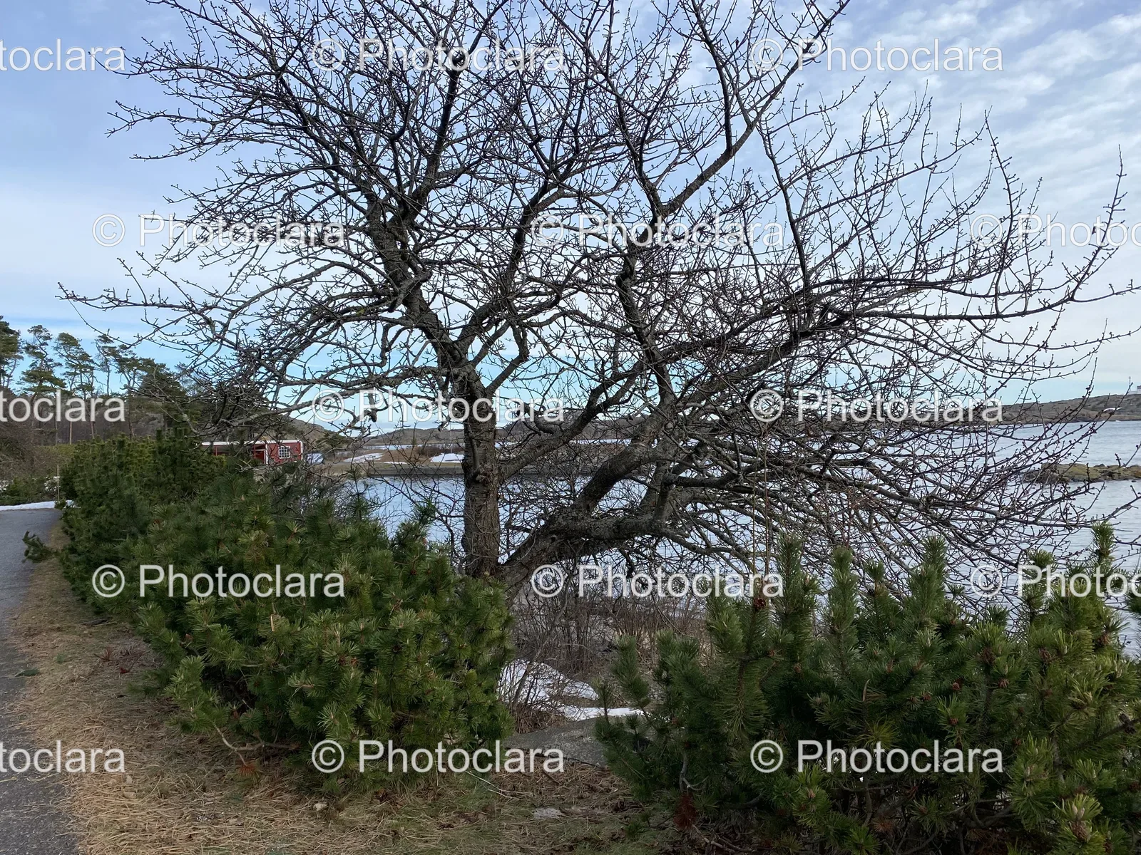 Serene-Tree-by-Water.jpg