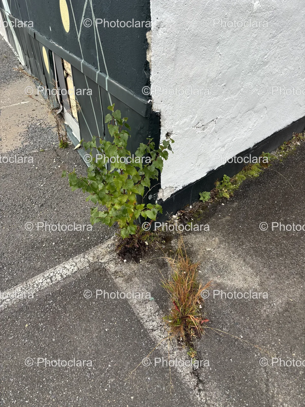 plant-growing-out-of-road-crack.jpg
