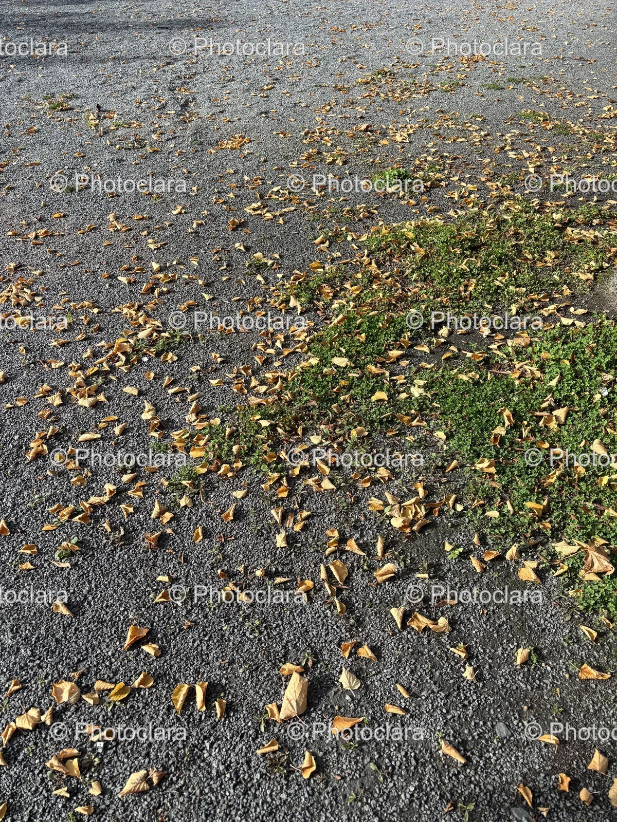 autumn-leaves-on-gravel-pathway.jpg