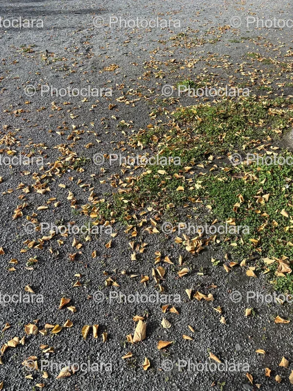 Gravel and Leaves