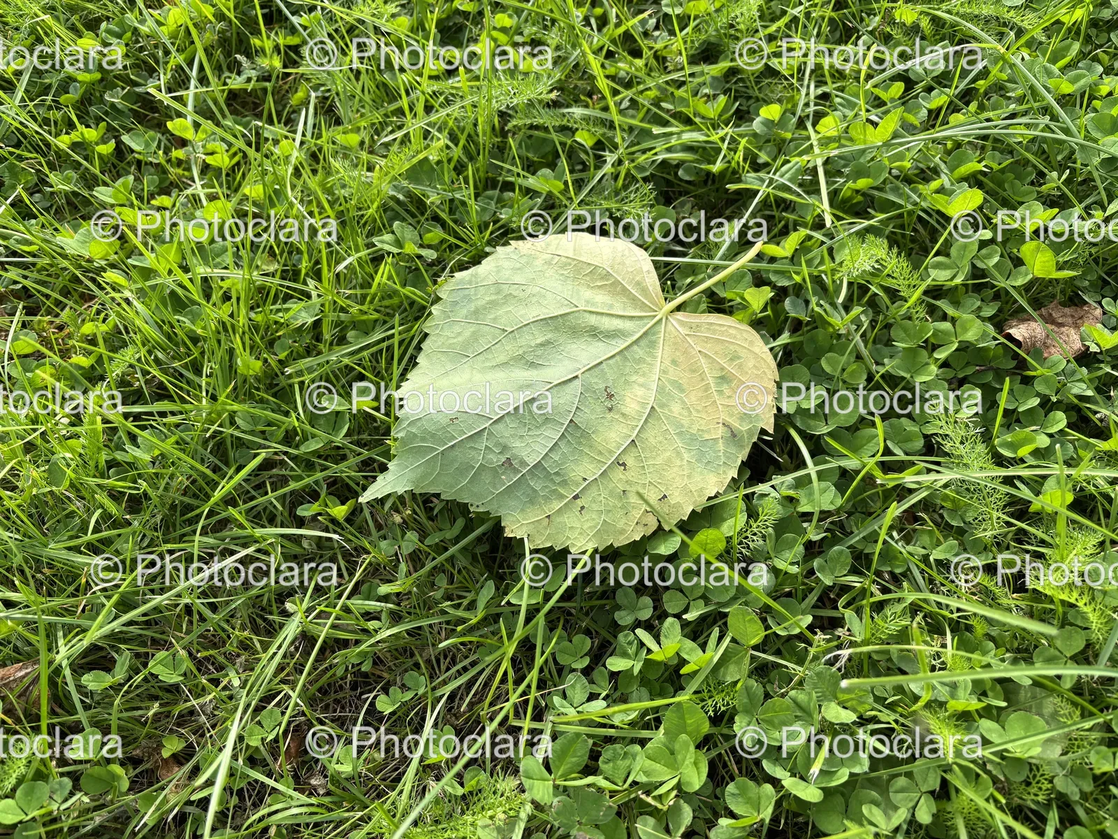 Leaf-on-Gravel-Ground.jpg