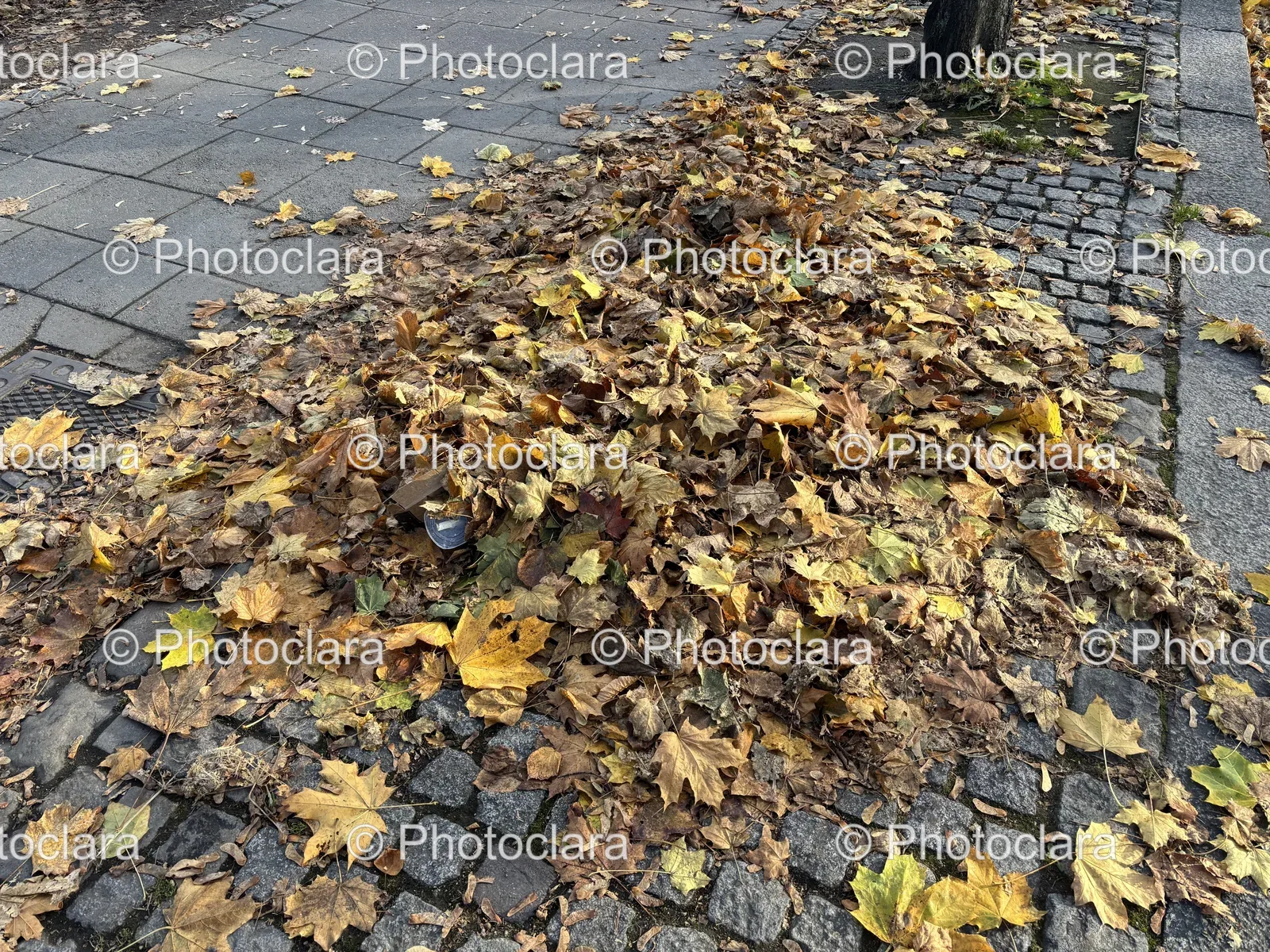 pile-of-autumn-leaves-on-stone.jpg