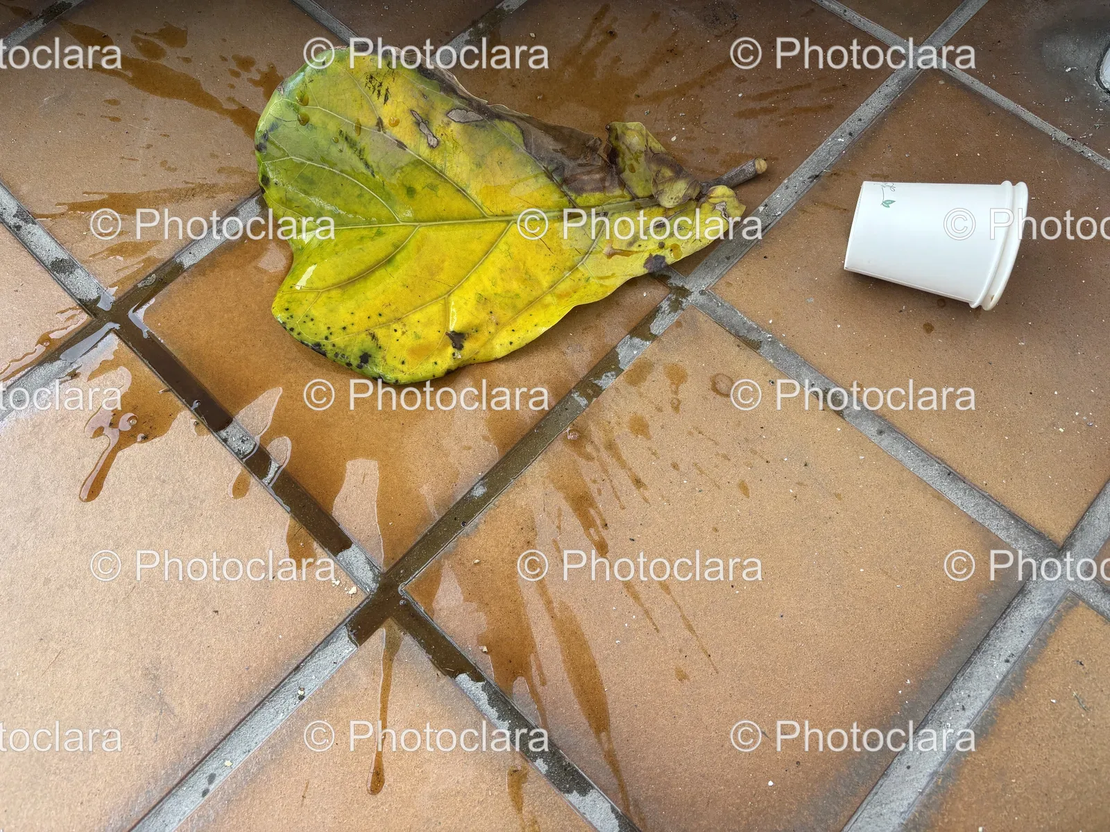 Solitary-Leaf-on-Ground.jpg