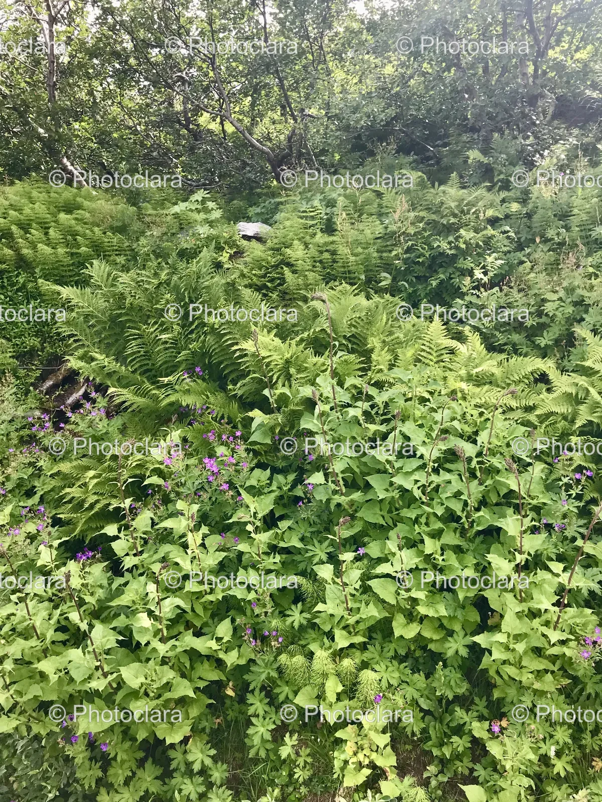 group-of-green-plants.jpg