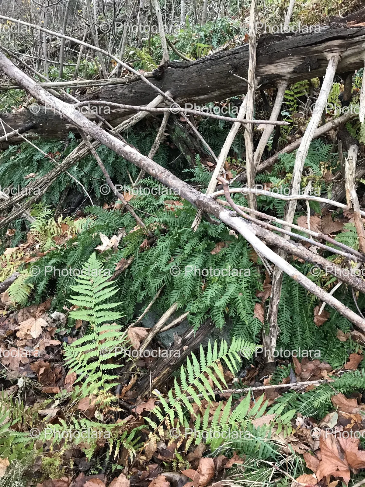 pile-of-branches-and-ferns.jpg
