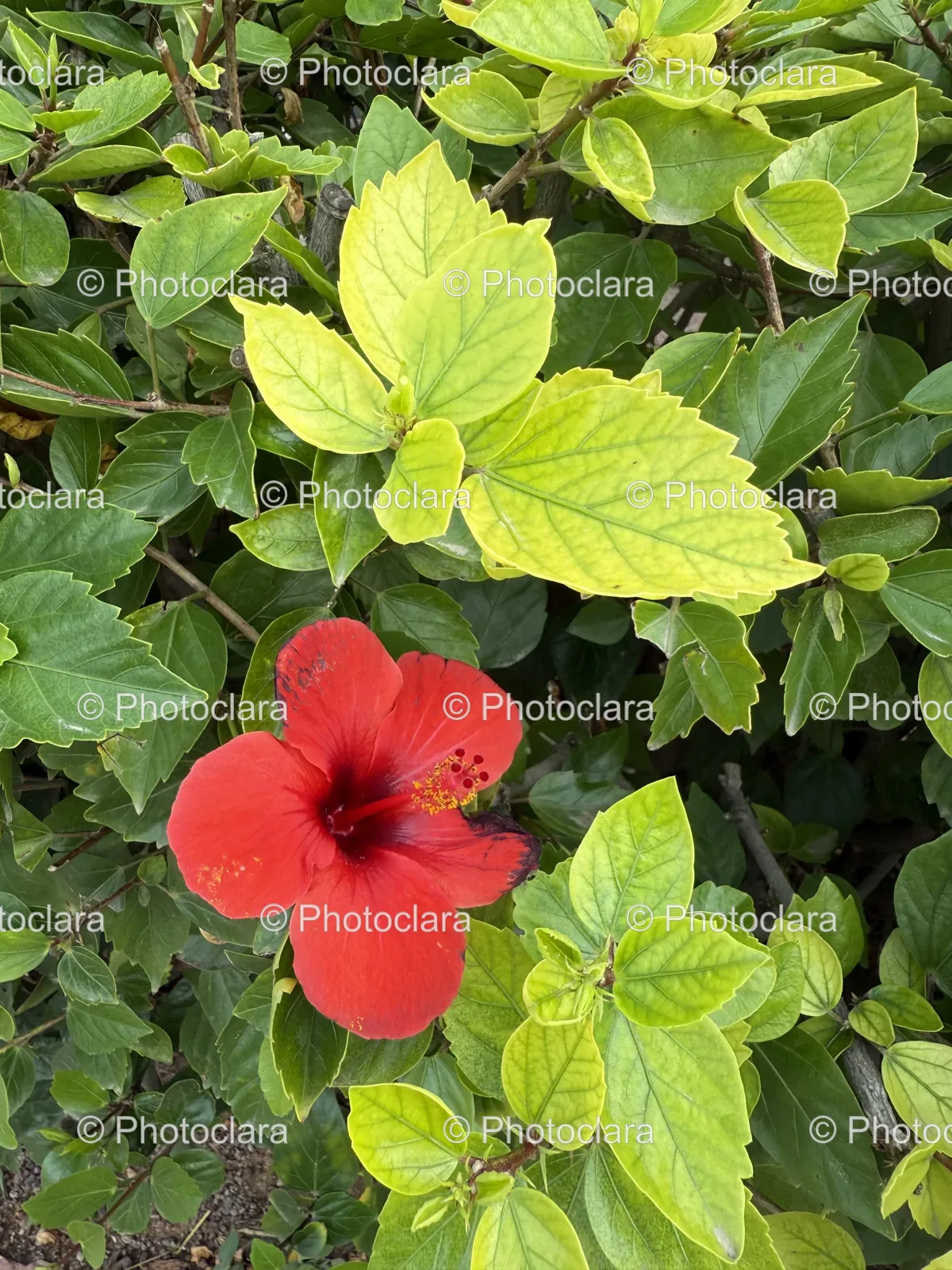 Vibrant-Red-Hibiscus-Flower-Bloom.jpg
