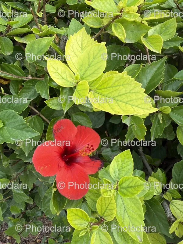 Hibiscus Flowers