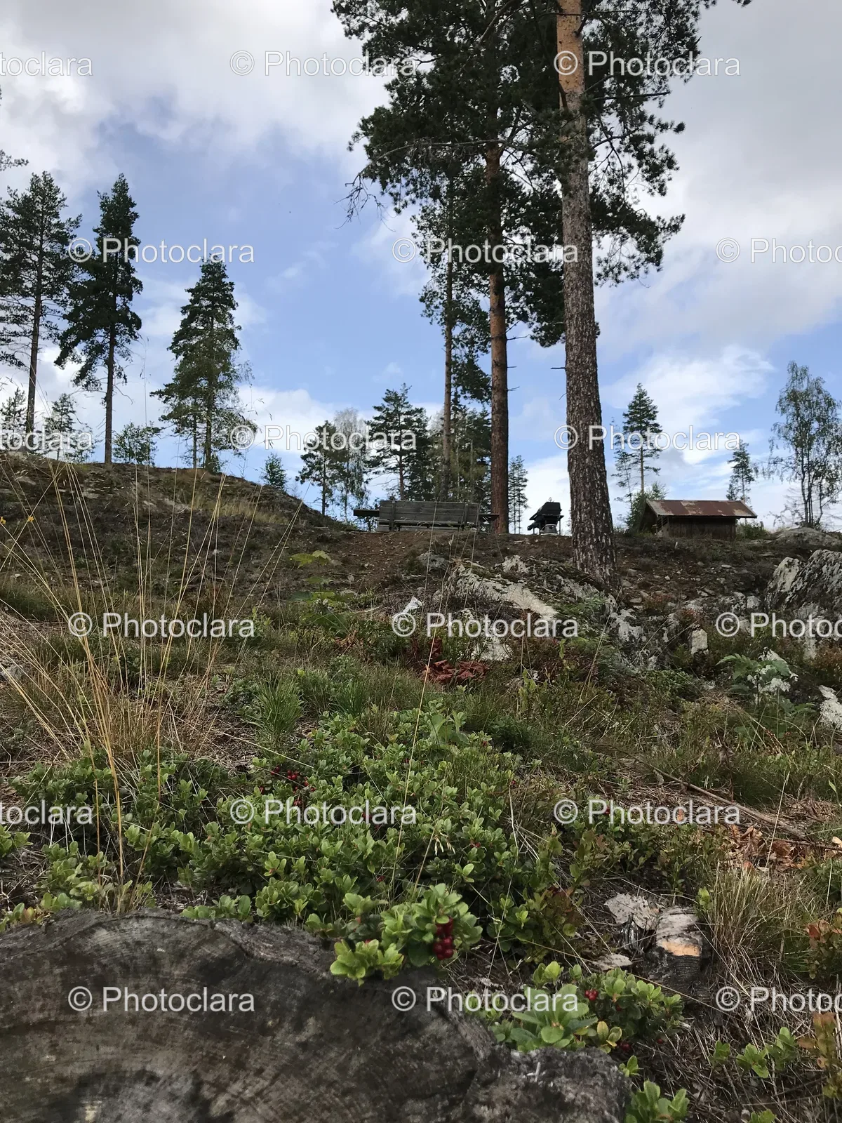 tree-and-grass-on-a-hill.jpg