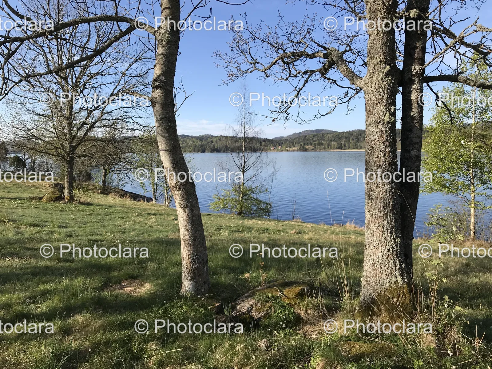 Serene-Lake-with-Grass-and-Trees.jpg