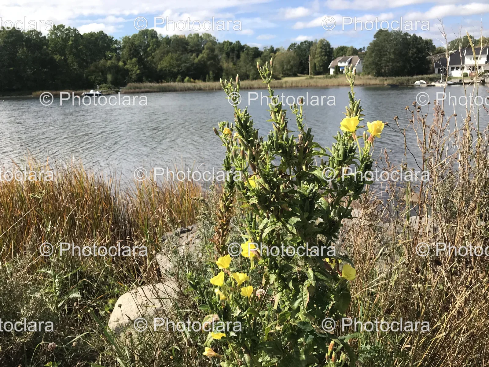 Yellow-Flowers-by-the-Lake.jpg