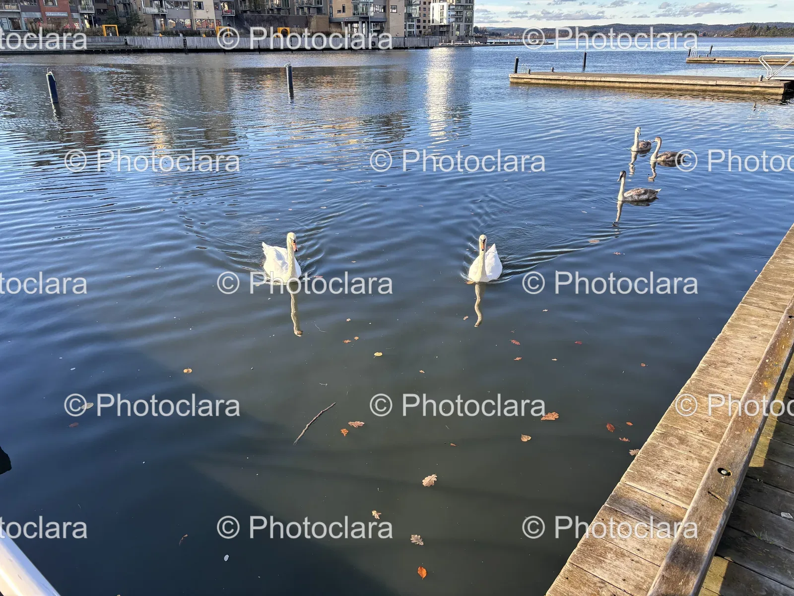 Graceful-Swans-in-Tranquil-Waters.jpg