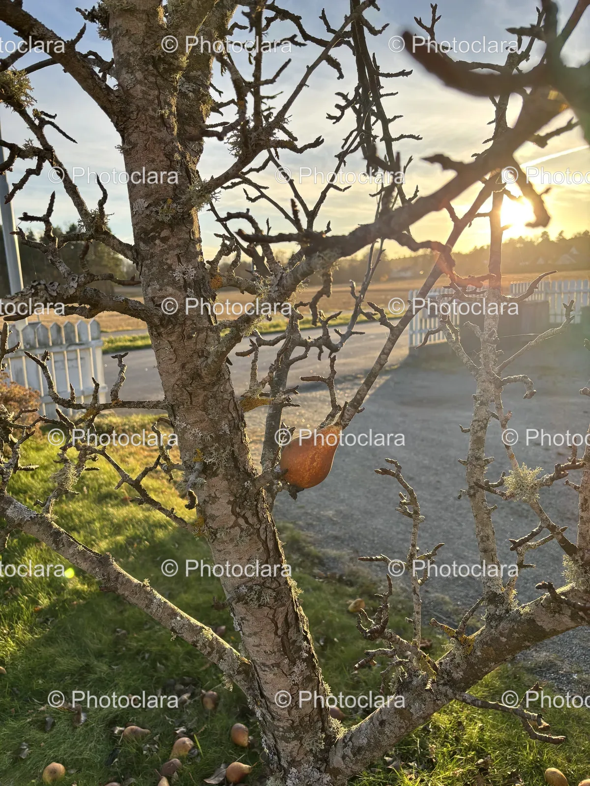 Serene-Tree-with-Shell-by-Lake.jpg