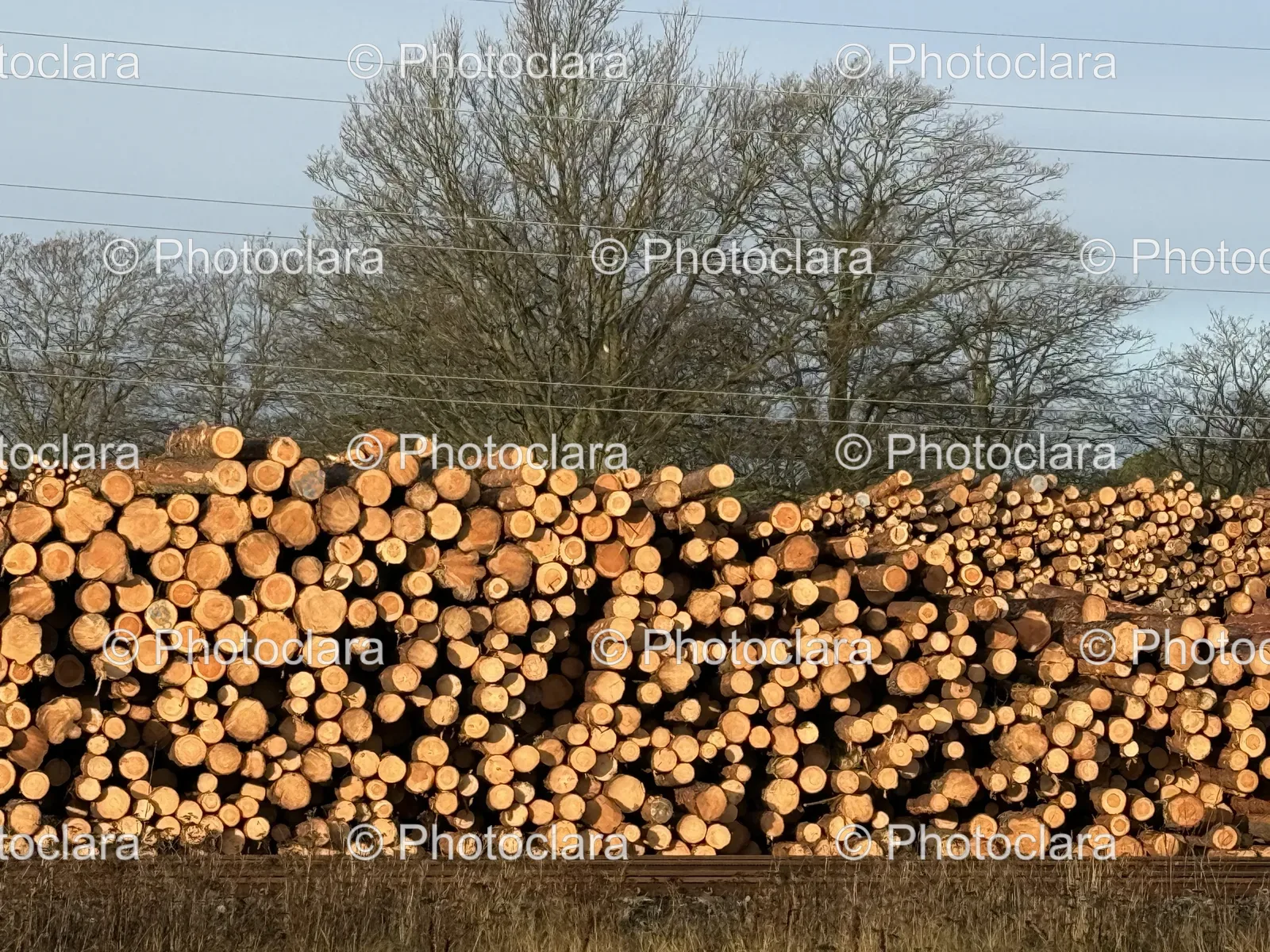 Majestic-Log-Pile-Forest-Clearing.jpg