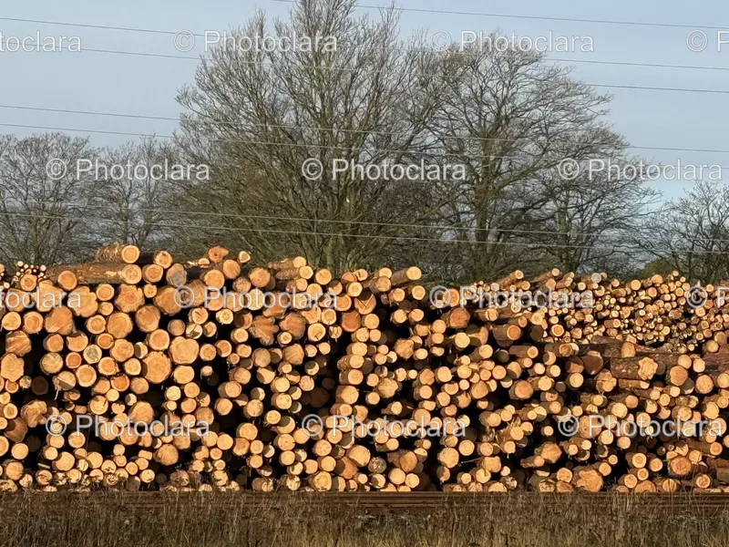 Log Piles and Forest Clearing