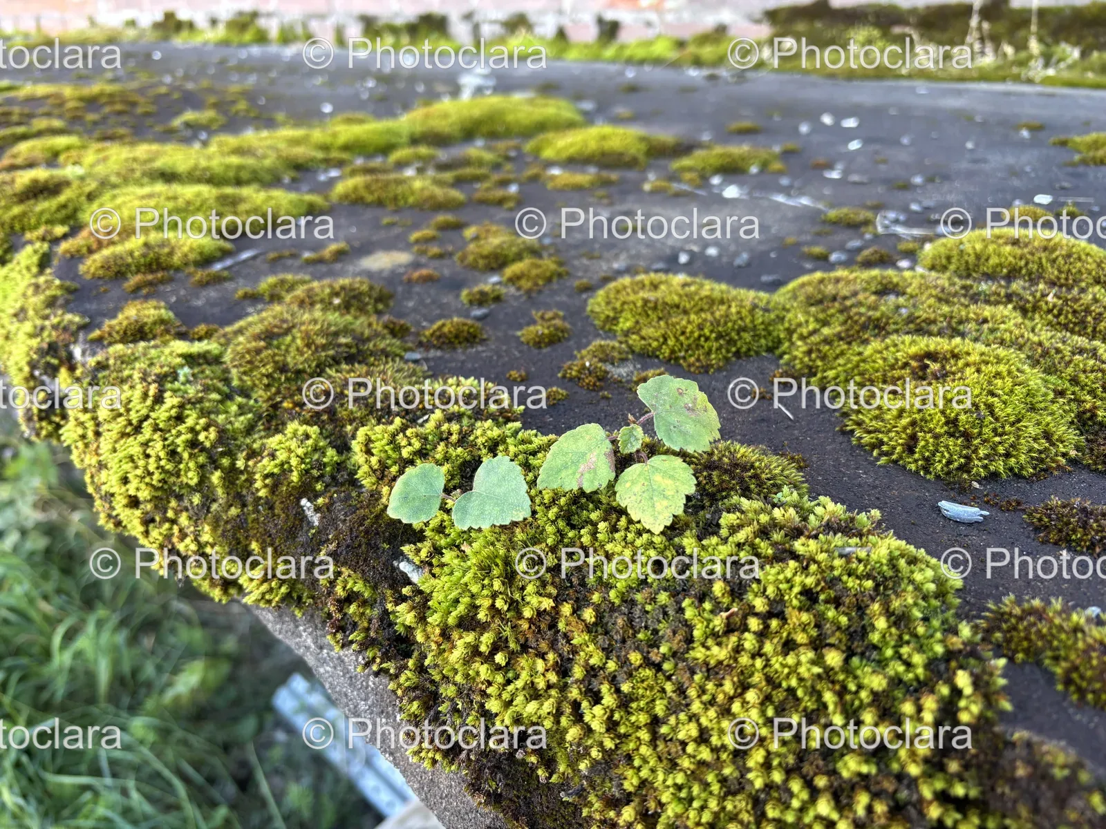 moss-growing-on-concrete-surface.jpg