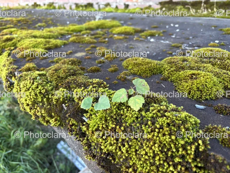 Moss and Concrete