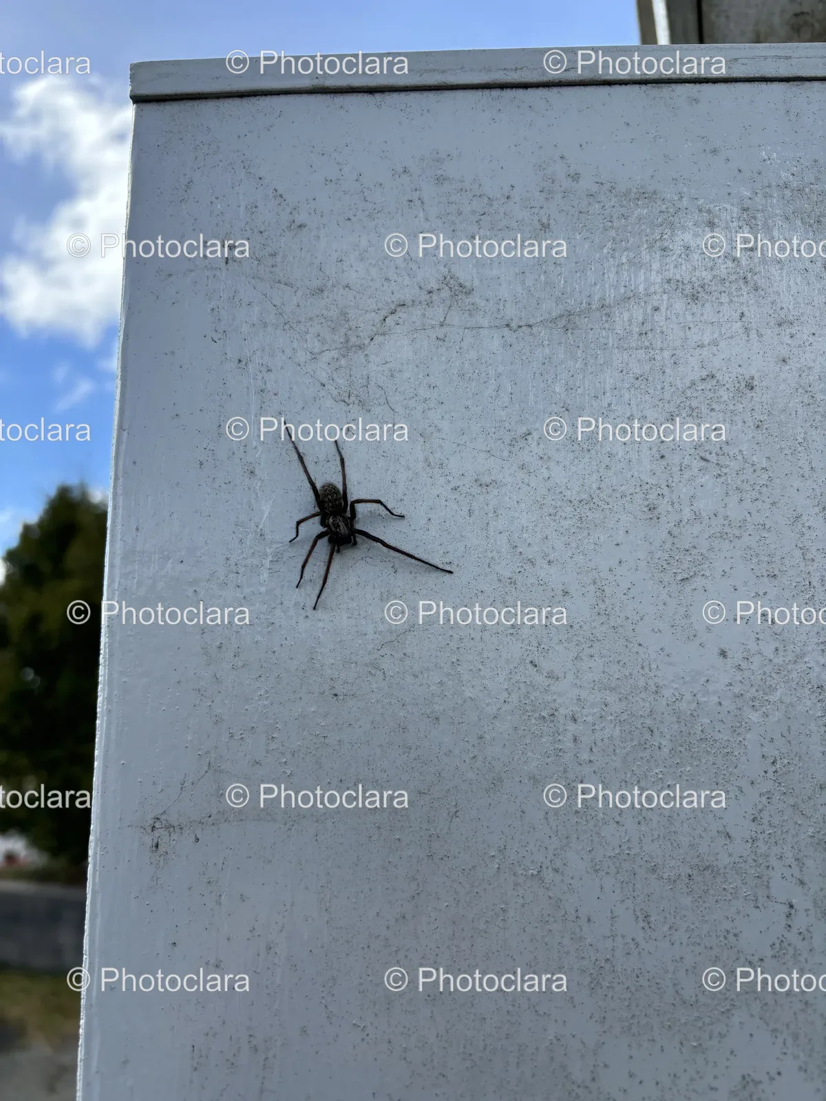 Spider-On-A-Wall.jpg
