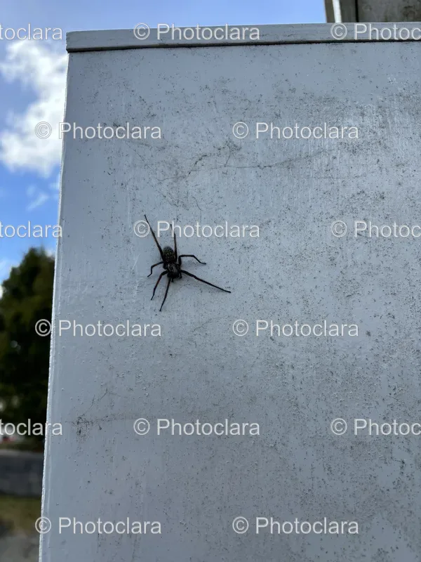 Outdoor Insect Scenes
