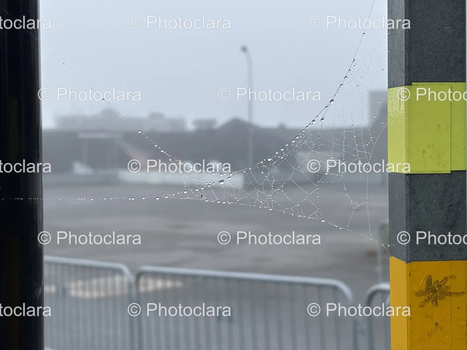 Spider-Web-on-Pole.jpg