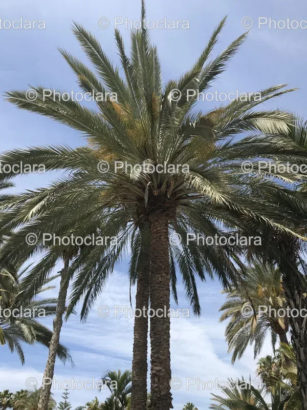 Palm Trees and Beach Scenes