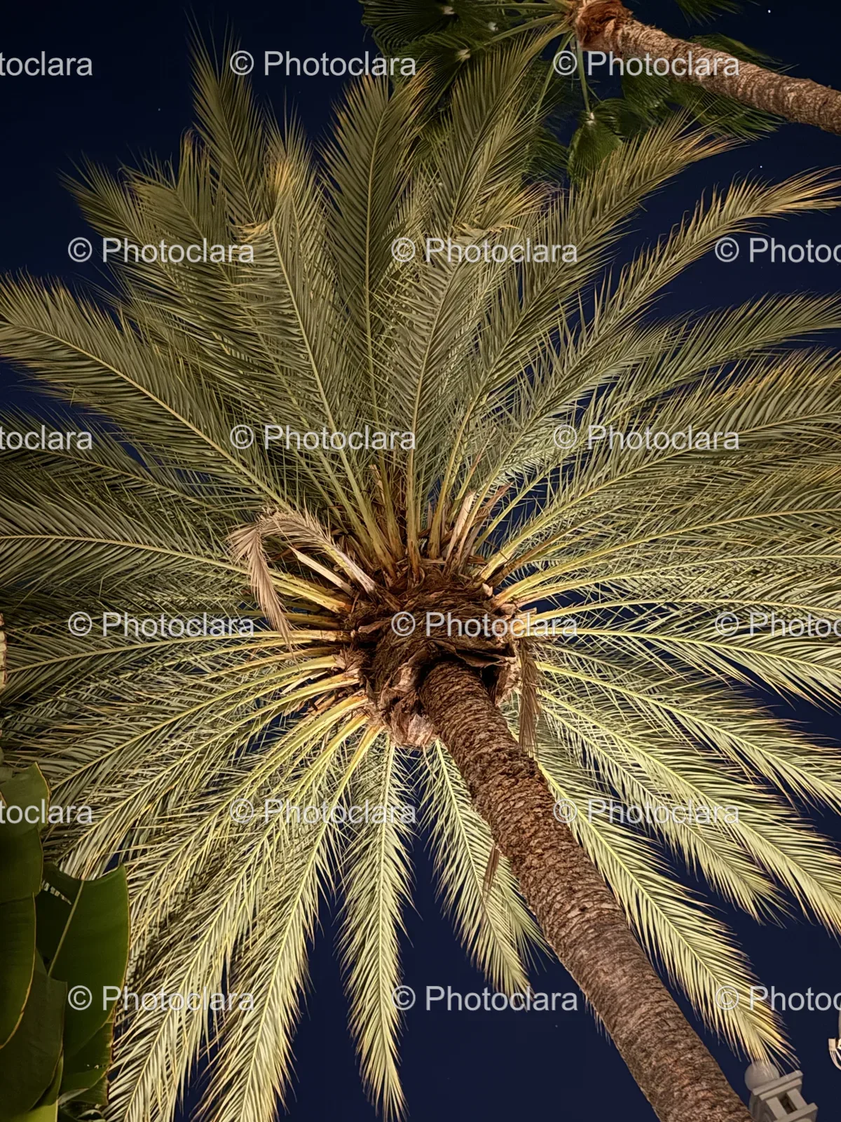 majestic-palm-tree-against-the-sky.jpg