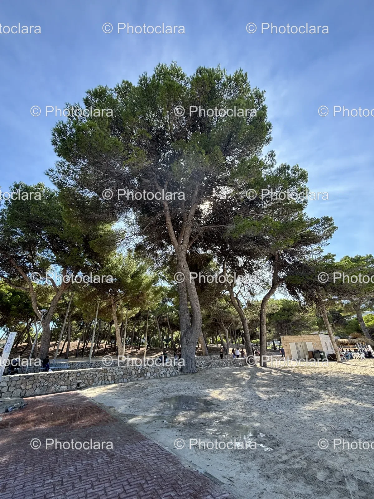 Serene-Beach-with-Palm-Trees.jpg