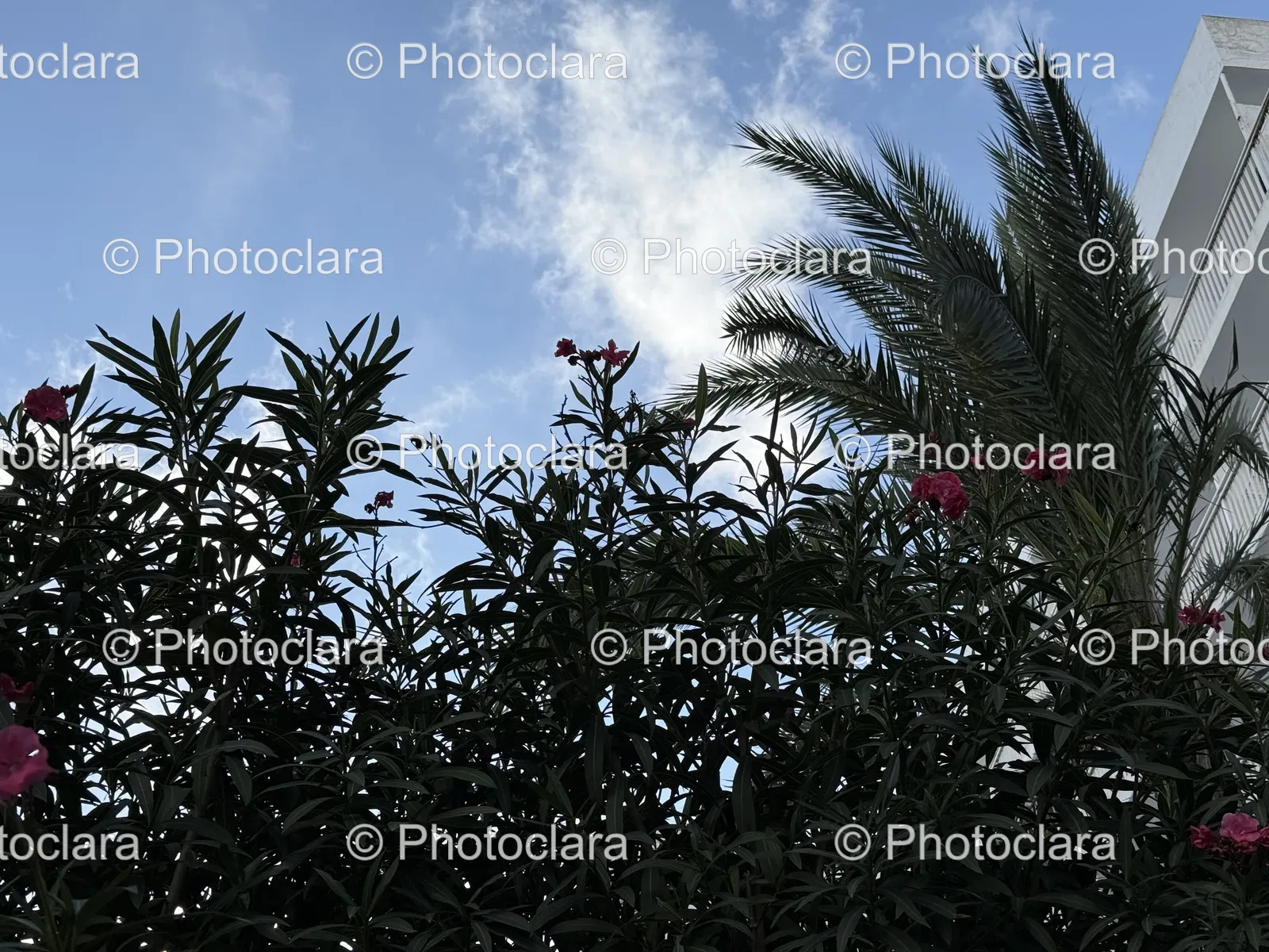 Vibrant-Palm-Tree-and-Blossoms.jpg