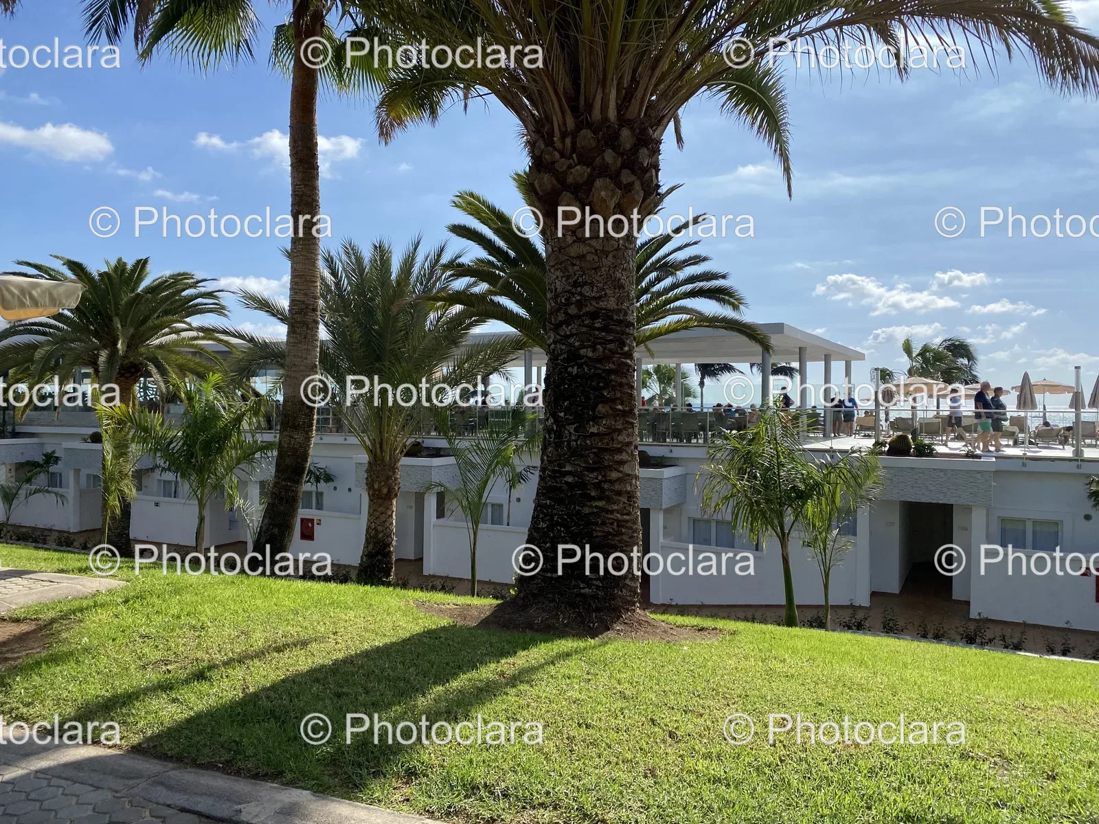 Palm-Trees-and-a-Building.jpg