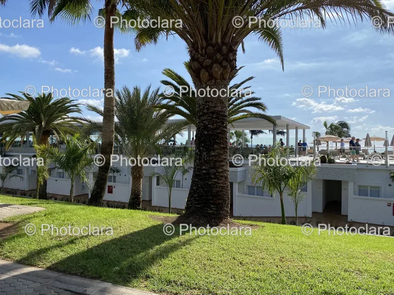Palm Trees and Buildings