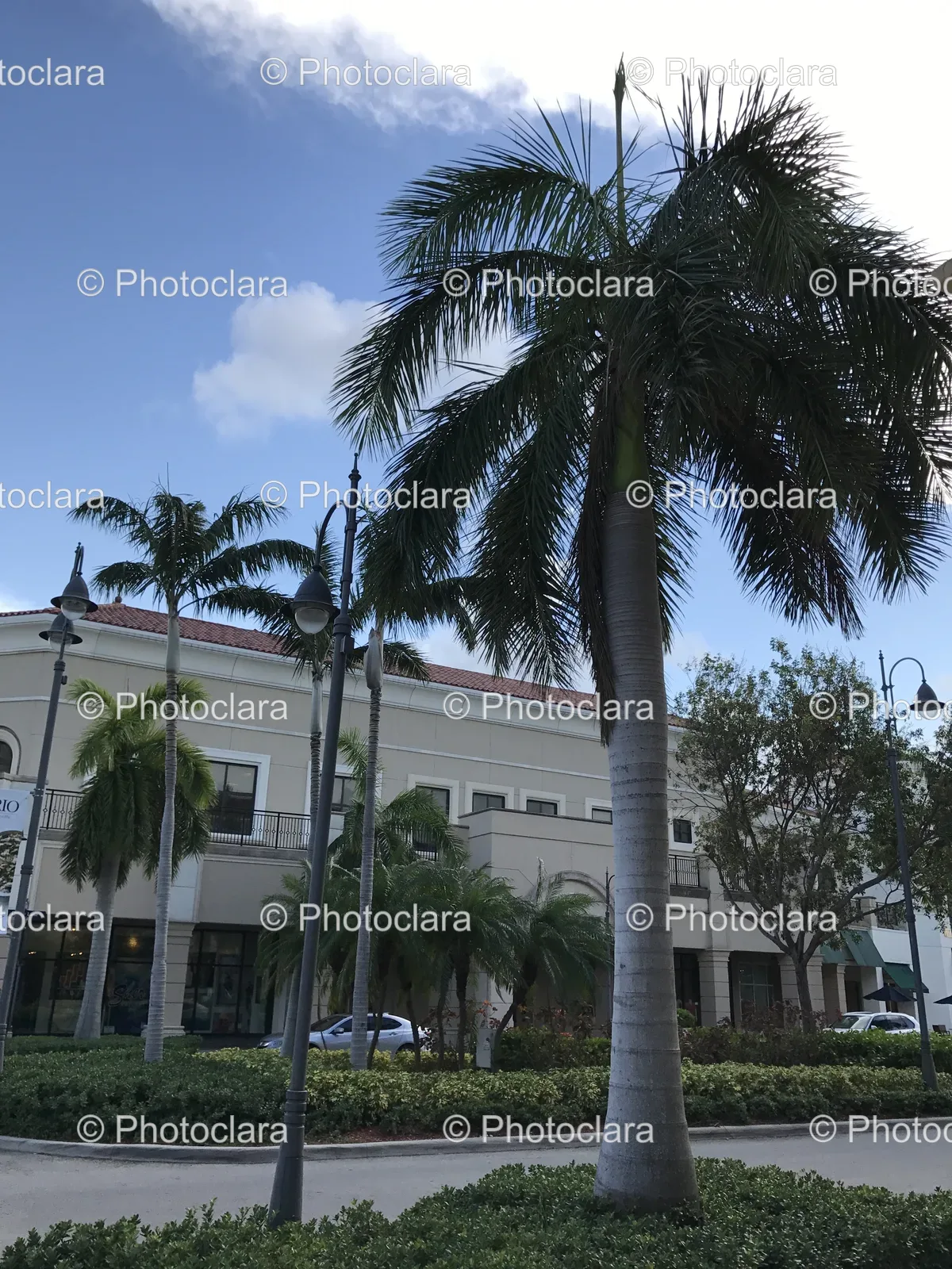 Palm-Trees-in-Front-of-Building.jpg