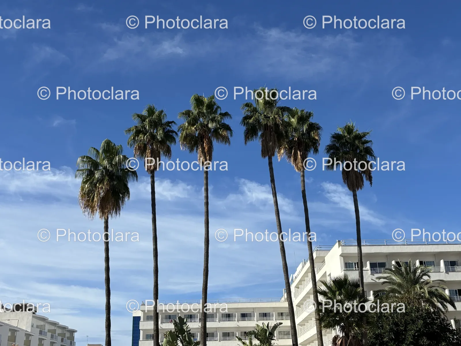 Tropical-Oasis-Palm-Trees-on-Display.jpg