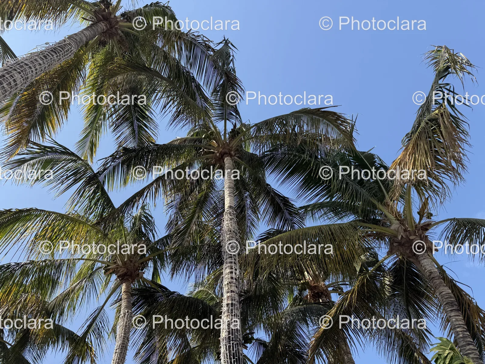 majestic-palm-tree-cluster.jpg