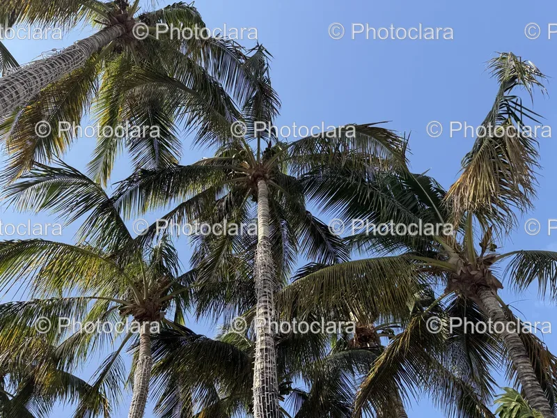 Palm Trees and Sky