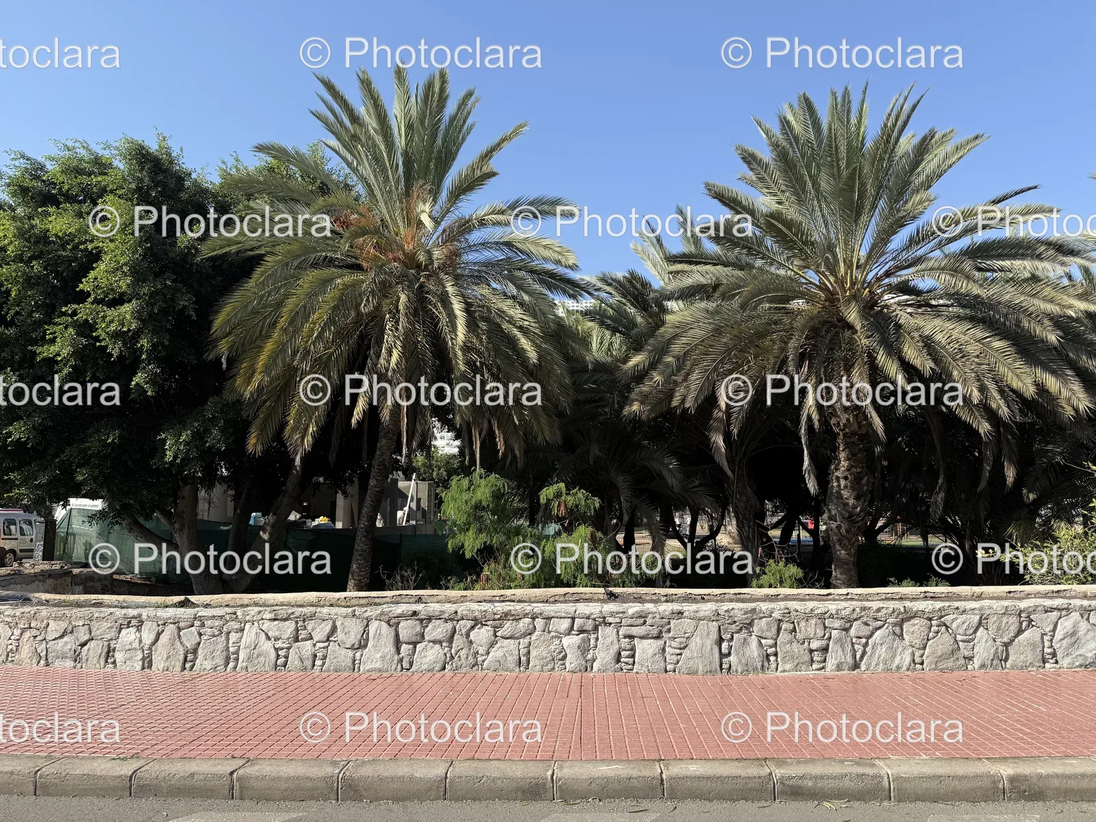 majestic-row-of-palm-trees-against-blue-sky.jpg