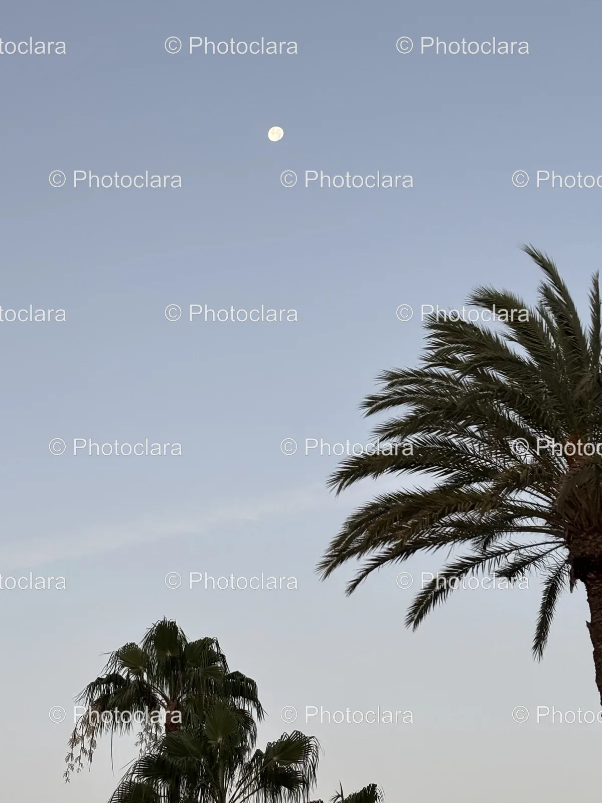 Moonlit-Palm-Tree-Silhouette.jpg