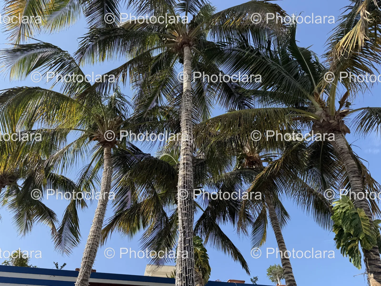 serene-group-of-palm-trees-against-clear-sky.jpg