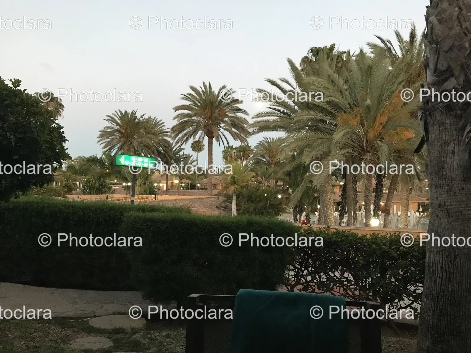 palm-trees-and-bench-in-a-park.jpg