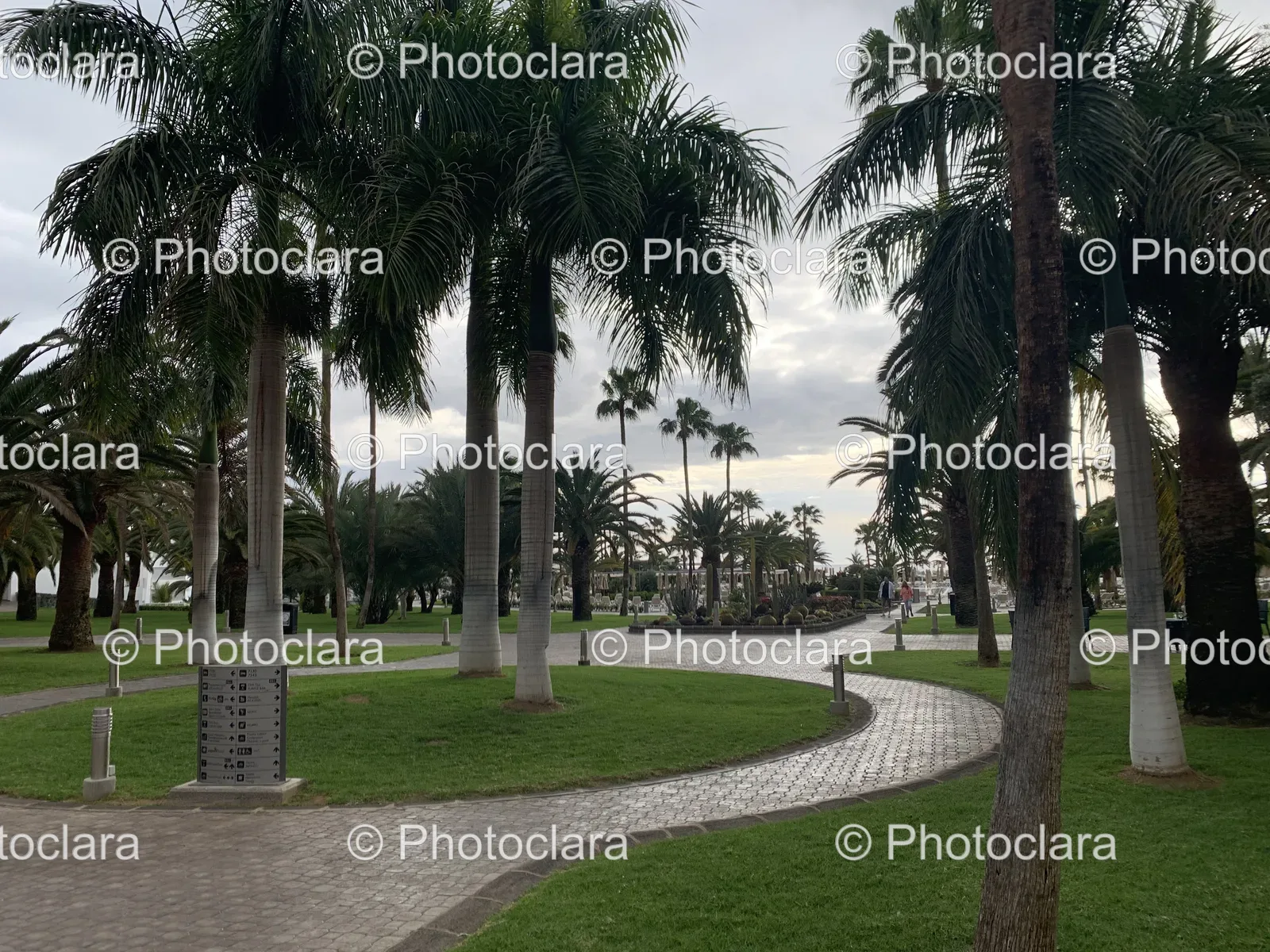 Path-Through-Palm-Tree-Park.jpg