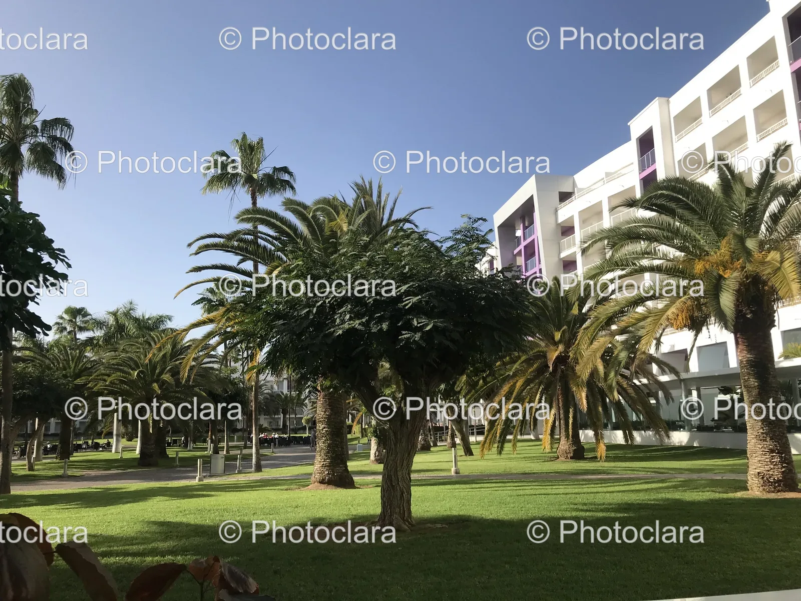 scenic-palm-trees-in-a-park.jpg