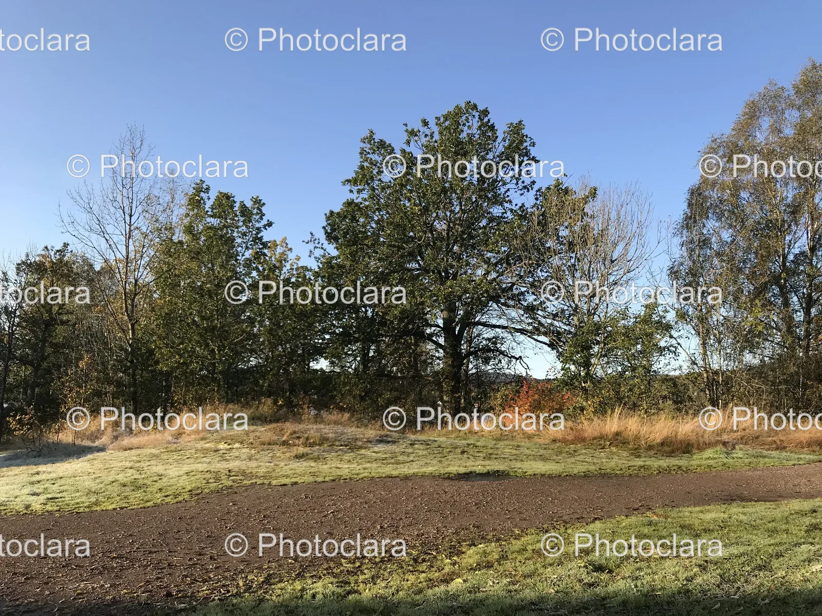 Serene-Field-Trees-Grass.jpg