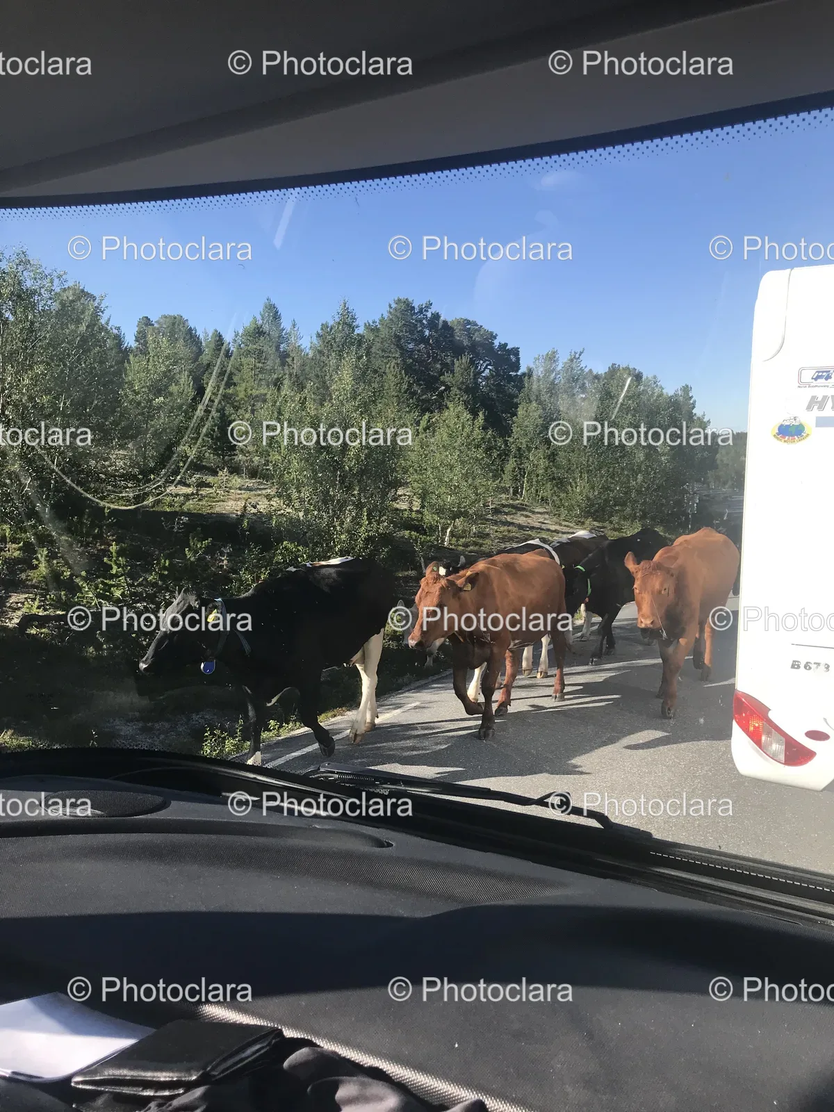 Cows-Walking-on-a-Road.jpg