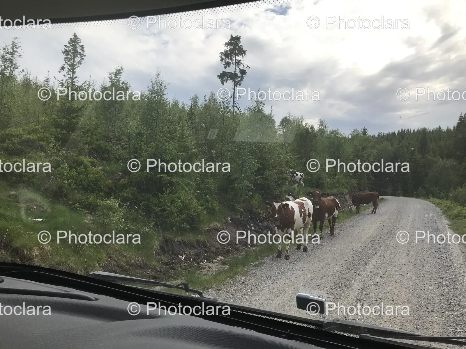cows-walking-on-gravel-road.jpg